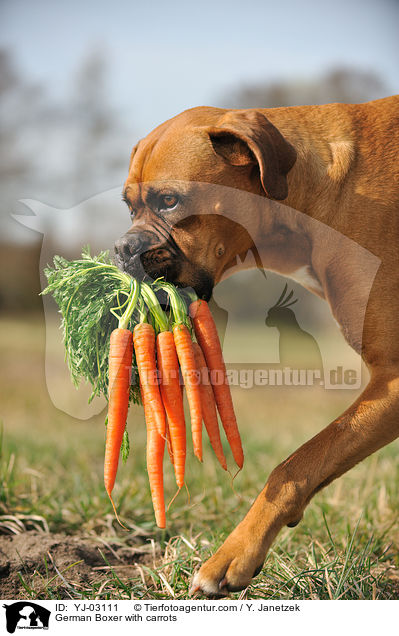 German Boxer with carrots / YJ-03111