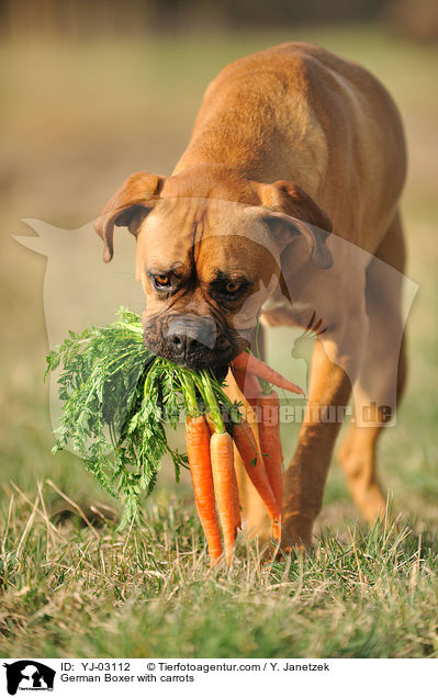 German Boxer with carrots / YJ-03112