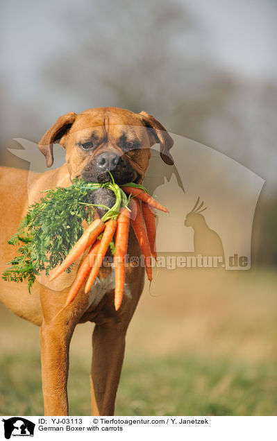 German Boxer with carrots / YJ-03113