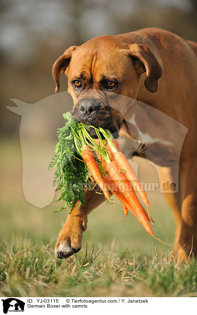 German Boxer with carrots / YJ-03115