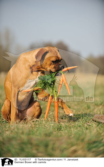 German Boxer with carrots / YJ-03117