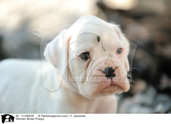 German Boxer Puppy / YJ-06428