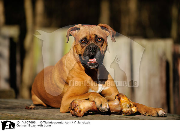 German Boxer with bone / YJ-07666