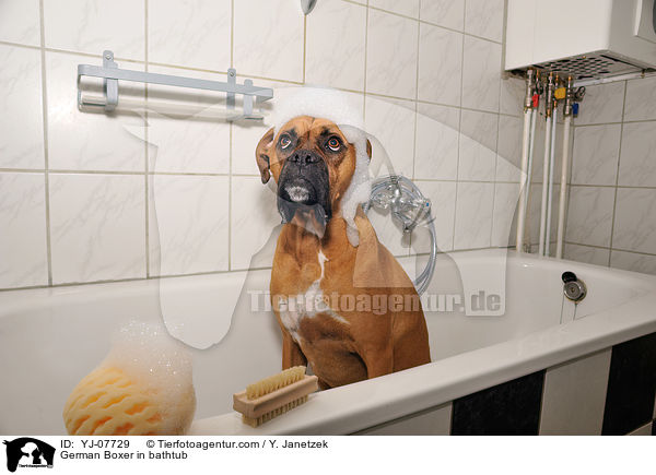 German Boxer in bathtub / YJ-07729