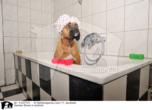 German Boxer in bathtub / YJ-07731