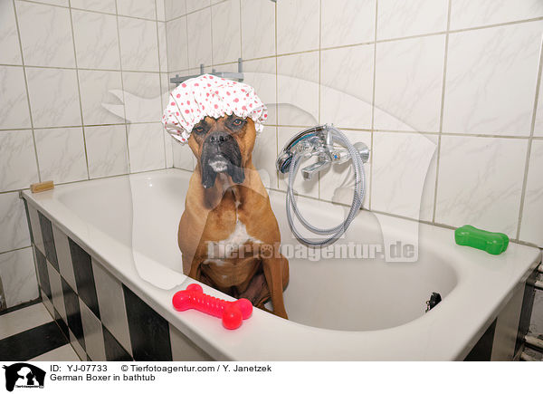 German Boxer in bathtub / YJ-07733
