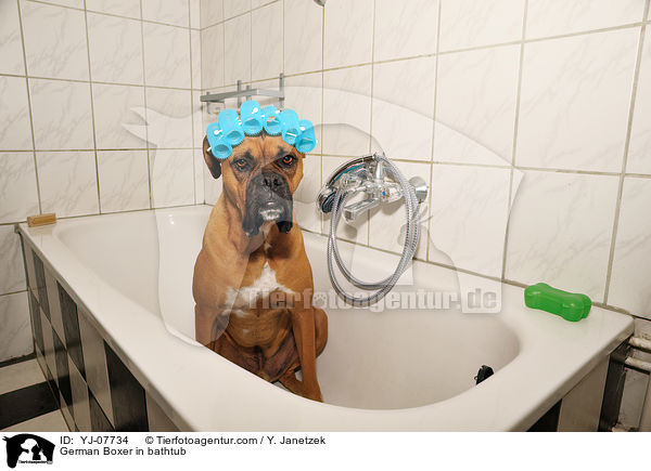 German Boxer in bathtub / YJ-07734