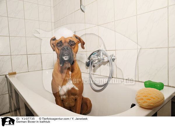 German Boxer in bathtub / YJ-07735