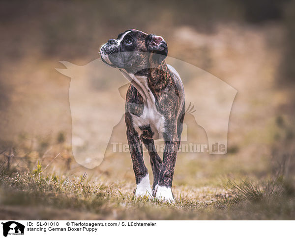 standing German Boxer Puppy / SL-01018