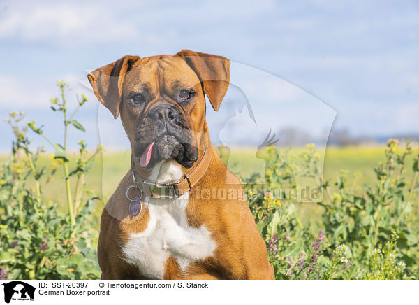 German Boxer portrait / SST-20397