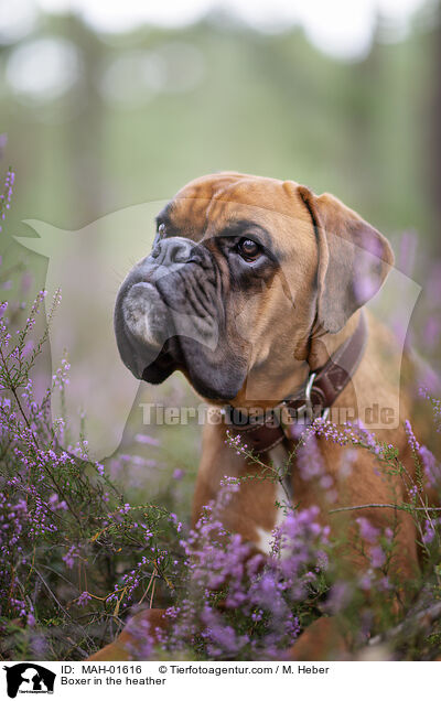 Boxer in the heather / MAH-01616