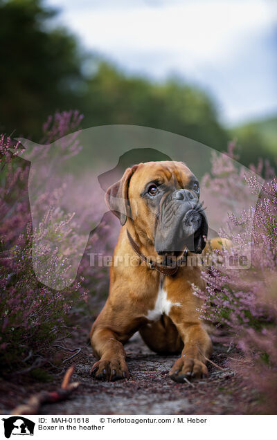 Boxer in the heather / MAH-01618