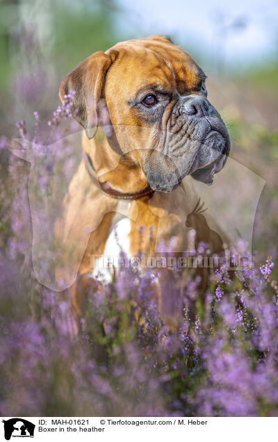 Boxer in the heather / MAH-01621