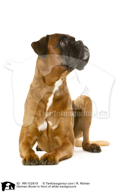 German Boxer in front of white background / RR-102819