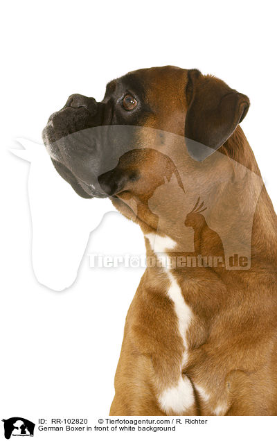 German Boxer in front of white background / RR-102820