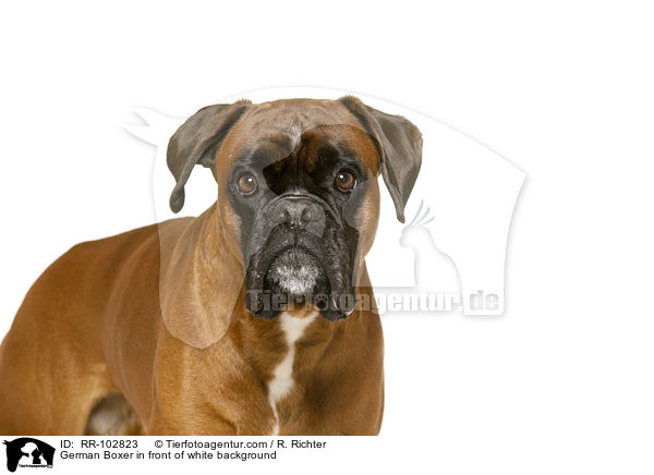 German Boxer in front of white background / RR-102823
