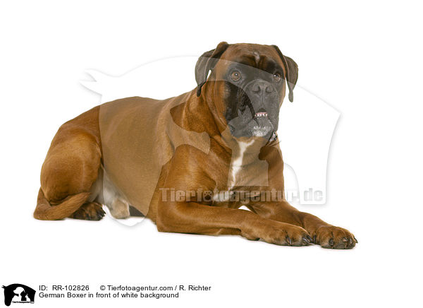 German Boxer in front of white background / RR-102826