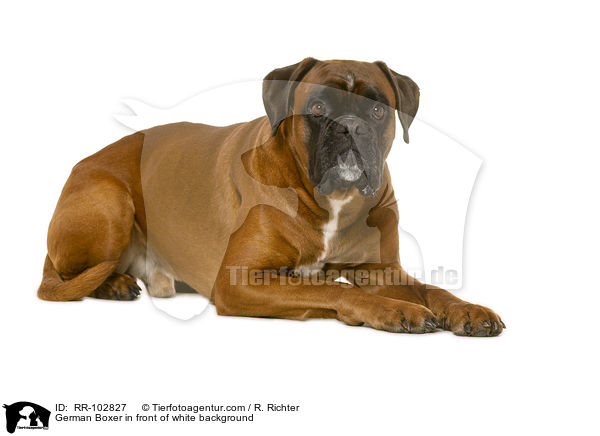 German Boxer in front of white background / RR-102827