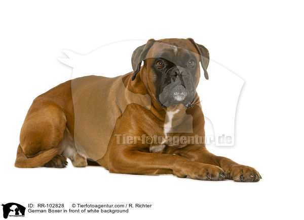German Boxer in front of white background / RR-102828