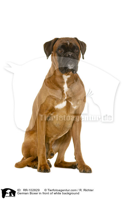 German Boxer in front of white background / RR-102829