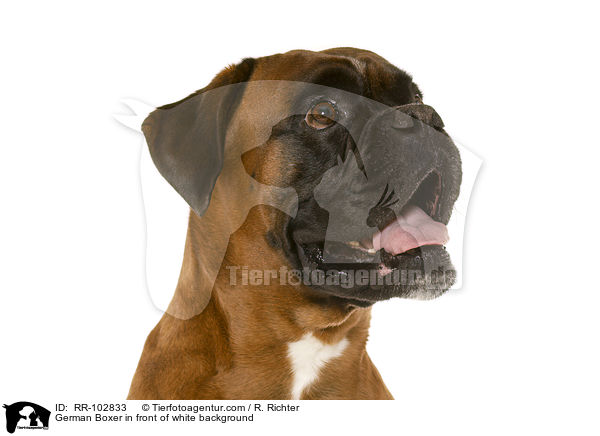 German Boxer in front of white background / RR-102833