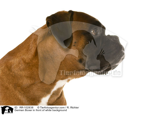 German Boxer in front of white background / RR-102838