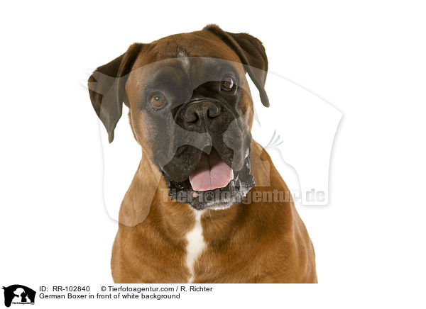 German Boxer in front of white background / RR-102840