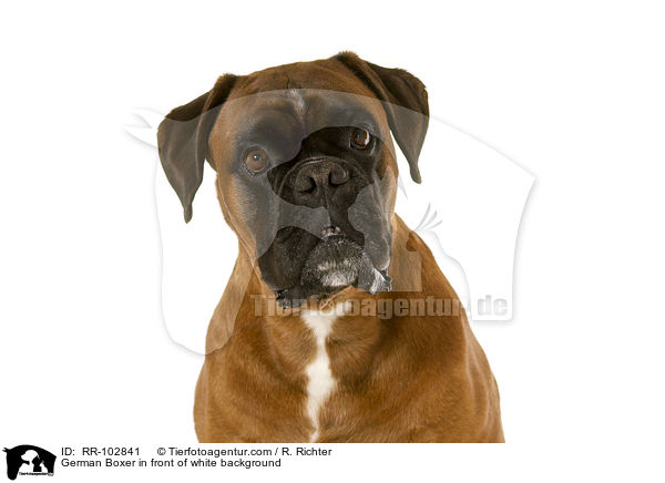 German Boxer in front of white background / RR-102841