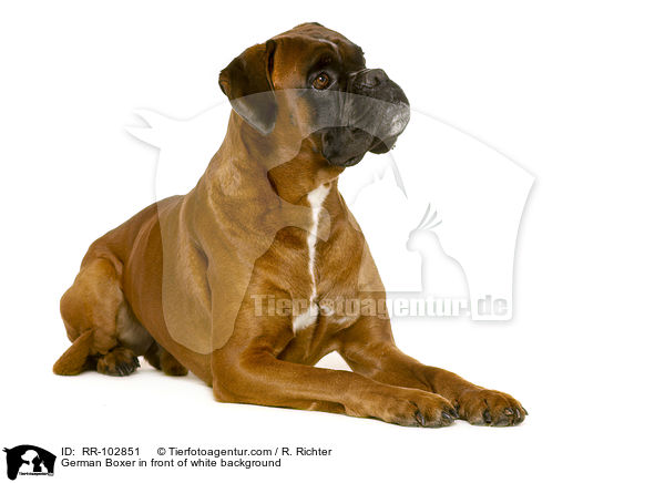 German Boxer in front of white background / RR-102851