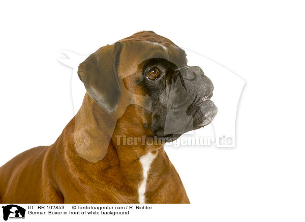 German Boxer in front of white background / RR-102853
