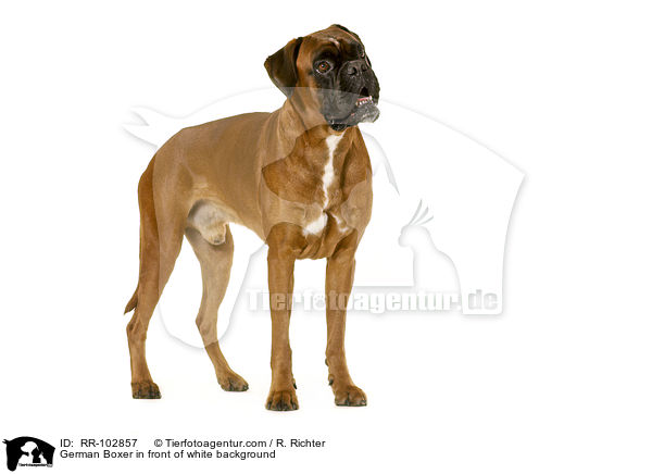 German Boxer in front of white background / RR-102857
