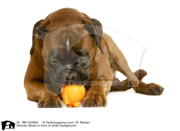 German Boxer in front of white background / RR-102865