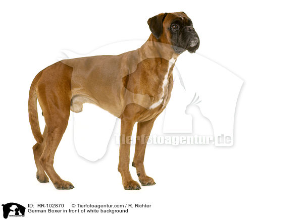 German Boxer in front of white background / RR-102870