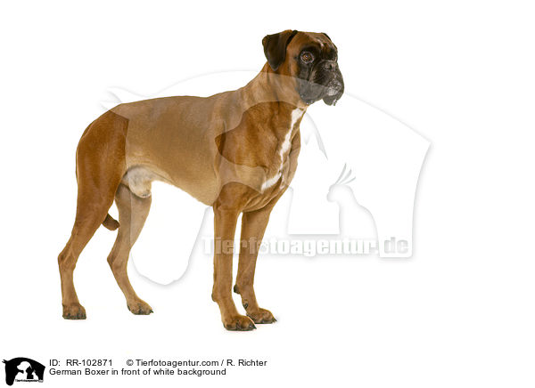 German Boxer in front of white background / RR-102871