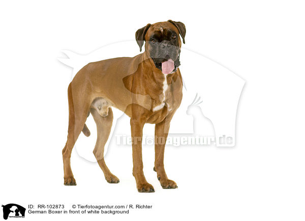 German Boxer in front of white background / RR-102873