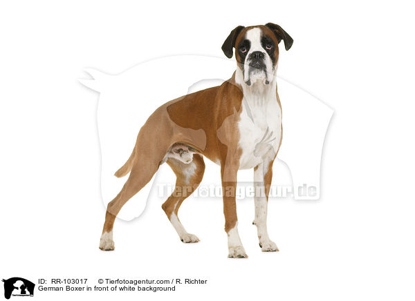 German Boxer in front of white background / RR-103017