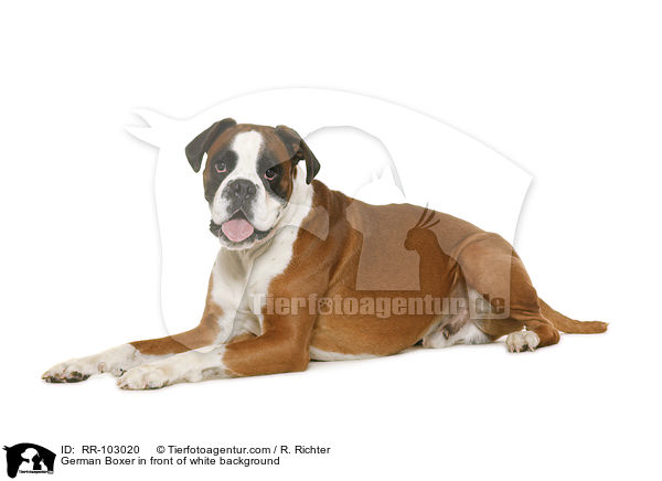 German Boxer in front of white background / RR-103020