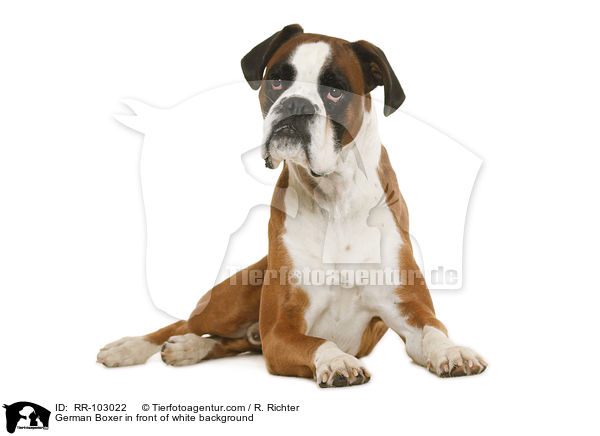 German Boxer in front of white background / RR-103022