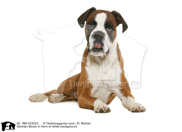 German Boxer in front of white background / RR-103023