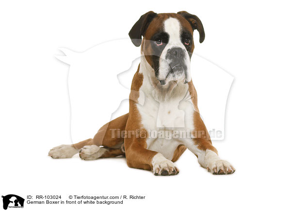 German Boxer in front of white background / RR-103024