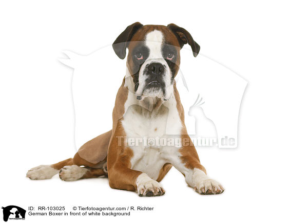 German Boxer in front of white background / RR-103025