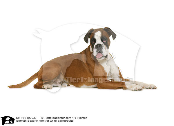 German Boxer in front of white background / RR-103027