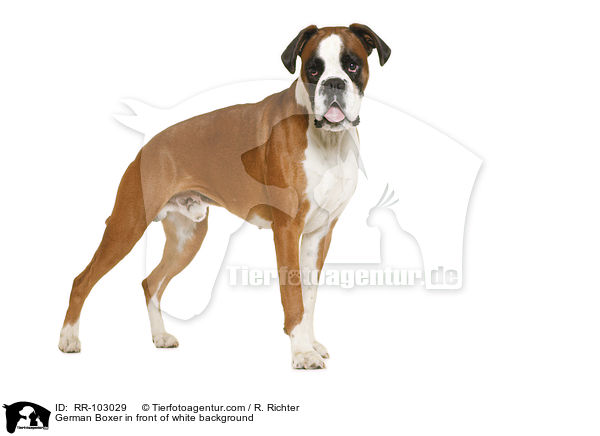 German Boxer in front of white background / RR-103029
