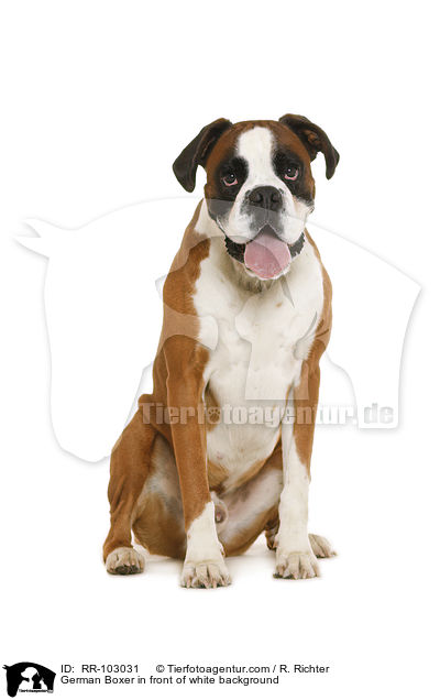 German Boxer in front of white background / RR-103031