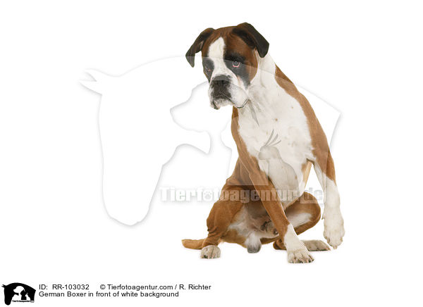 German Boxer in front of white background / RR-103032