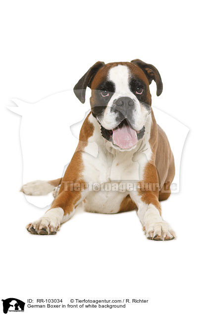 German Boxer in front of white background / RR-103034