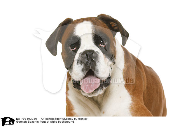 German Boxer in front of white background / RR-103036
