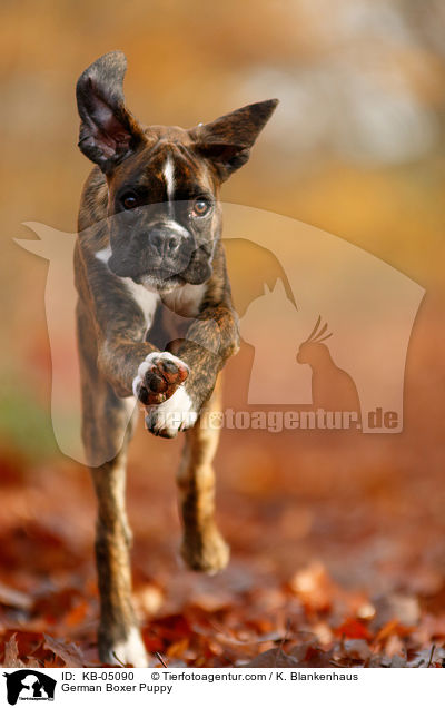 German Boxer Puppy / KB-05090