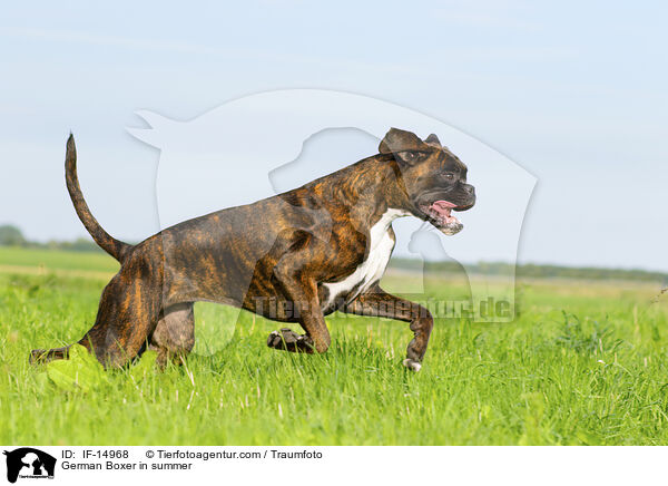 German Boxer in summer / IF-14968