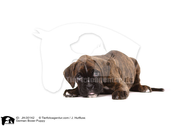 Deutscher Boxer Welpe / German Boxer Puppy / JH-30142